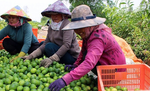 Hợp tác xã cần có thêm cơ chế chính sách để phát triển